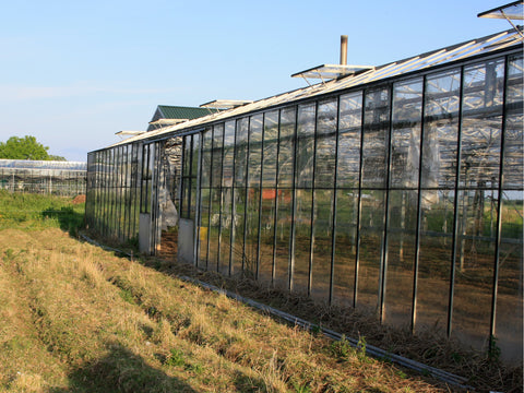 Gosberton Bank Nursery Seed Co-Operative