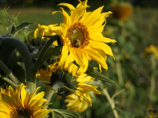 Sunflower Seed Co-Operative