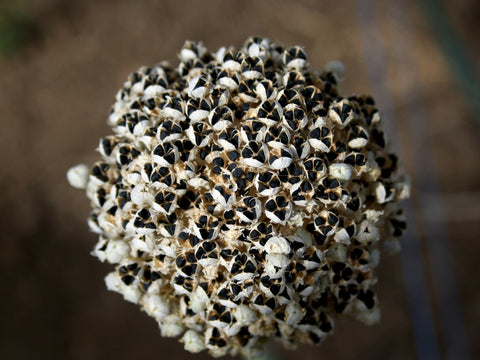 Seed Head Seed Co-Operative