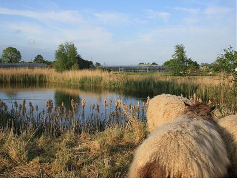 Sheep at Gosberton Bank Nursery Seed Co-Operative