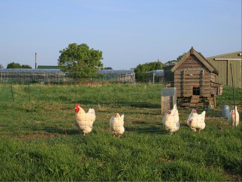 Hens at Gosberton Bank Nursery Seed Co-Operative