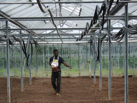 Volunteer in Greenhouse at Seed Co-Operative