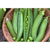 PEA; Kelvedon Wonder PEA; Kelvedon Wonder