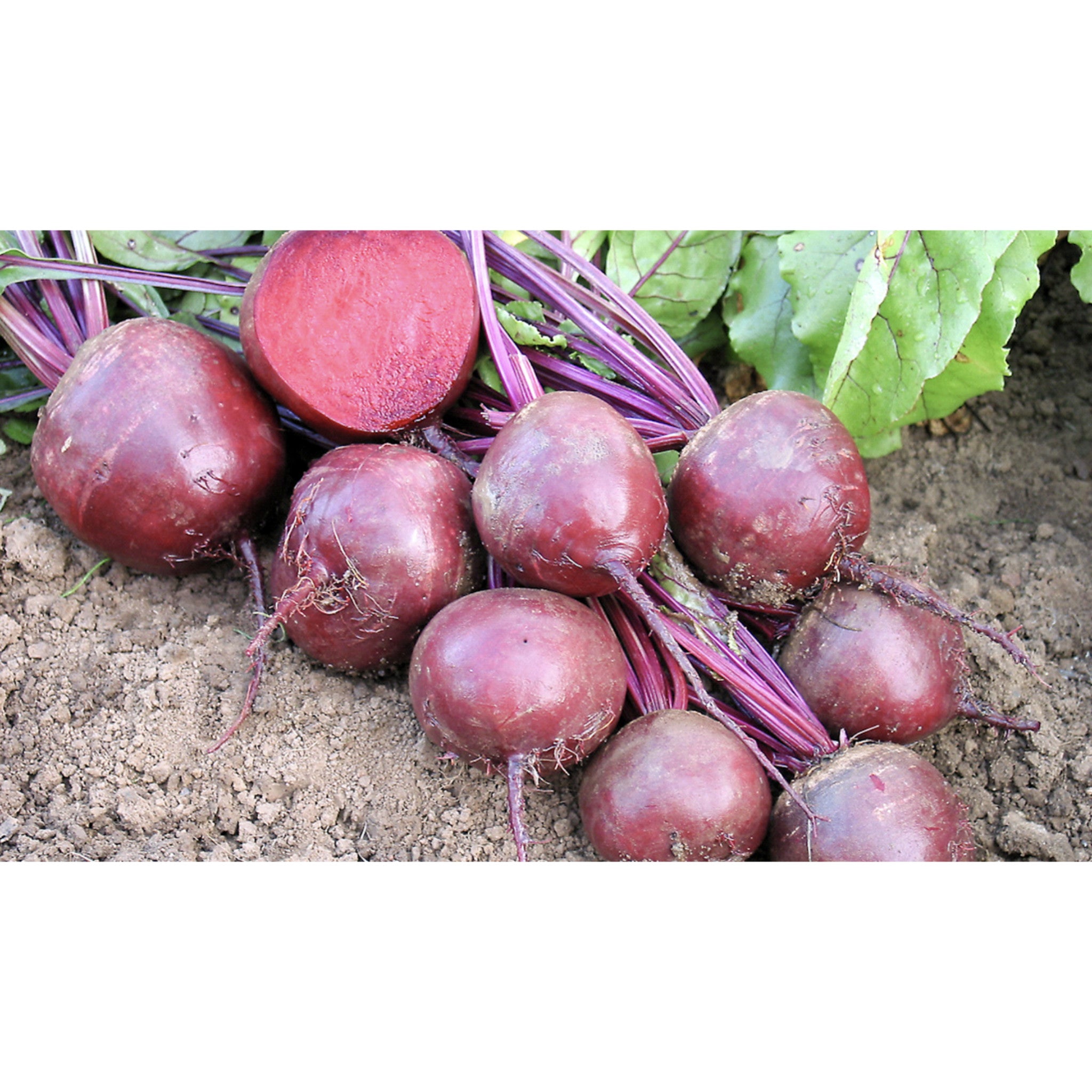 BEETROOT; Robuschka/Globe 2