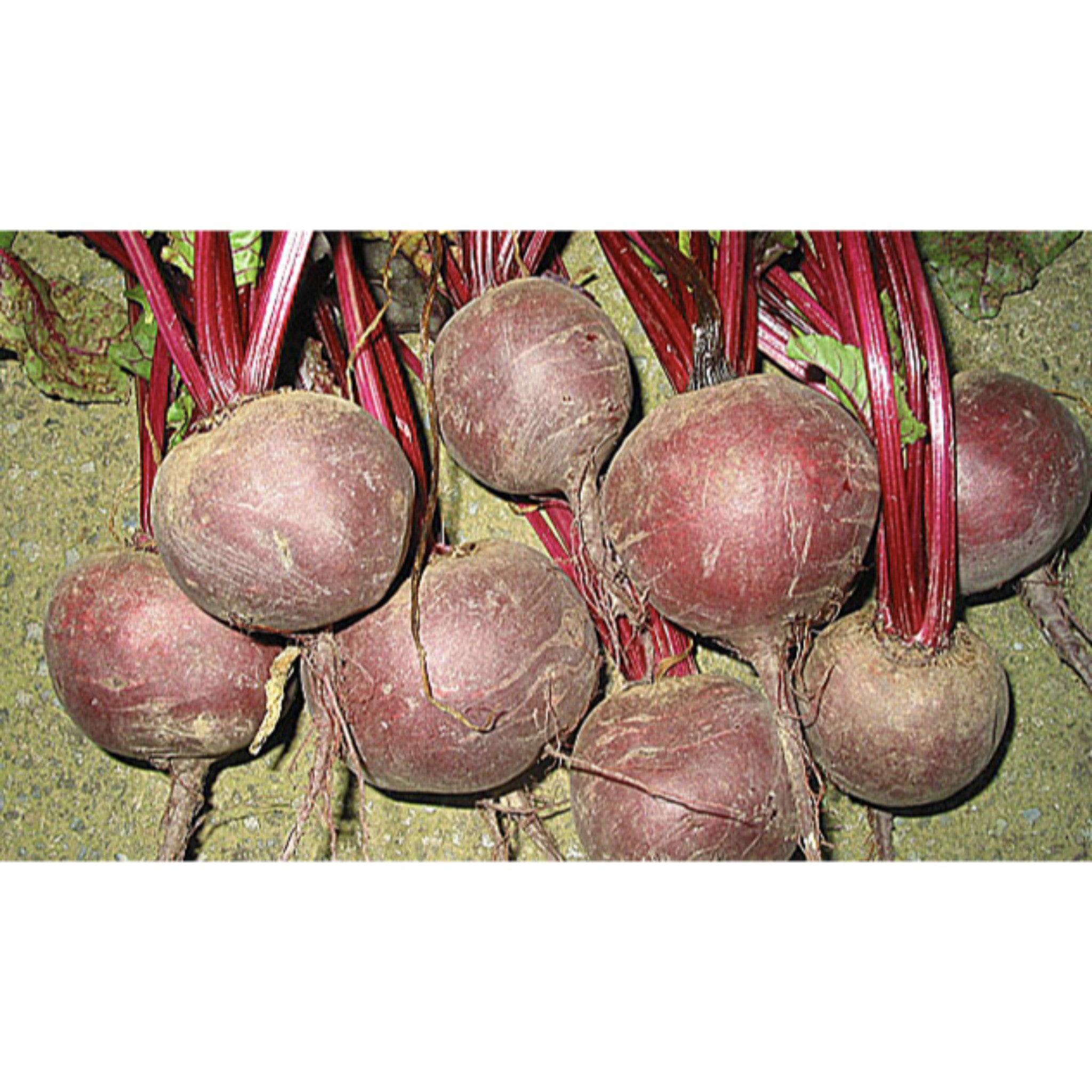 BEETROOT; Boltardy