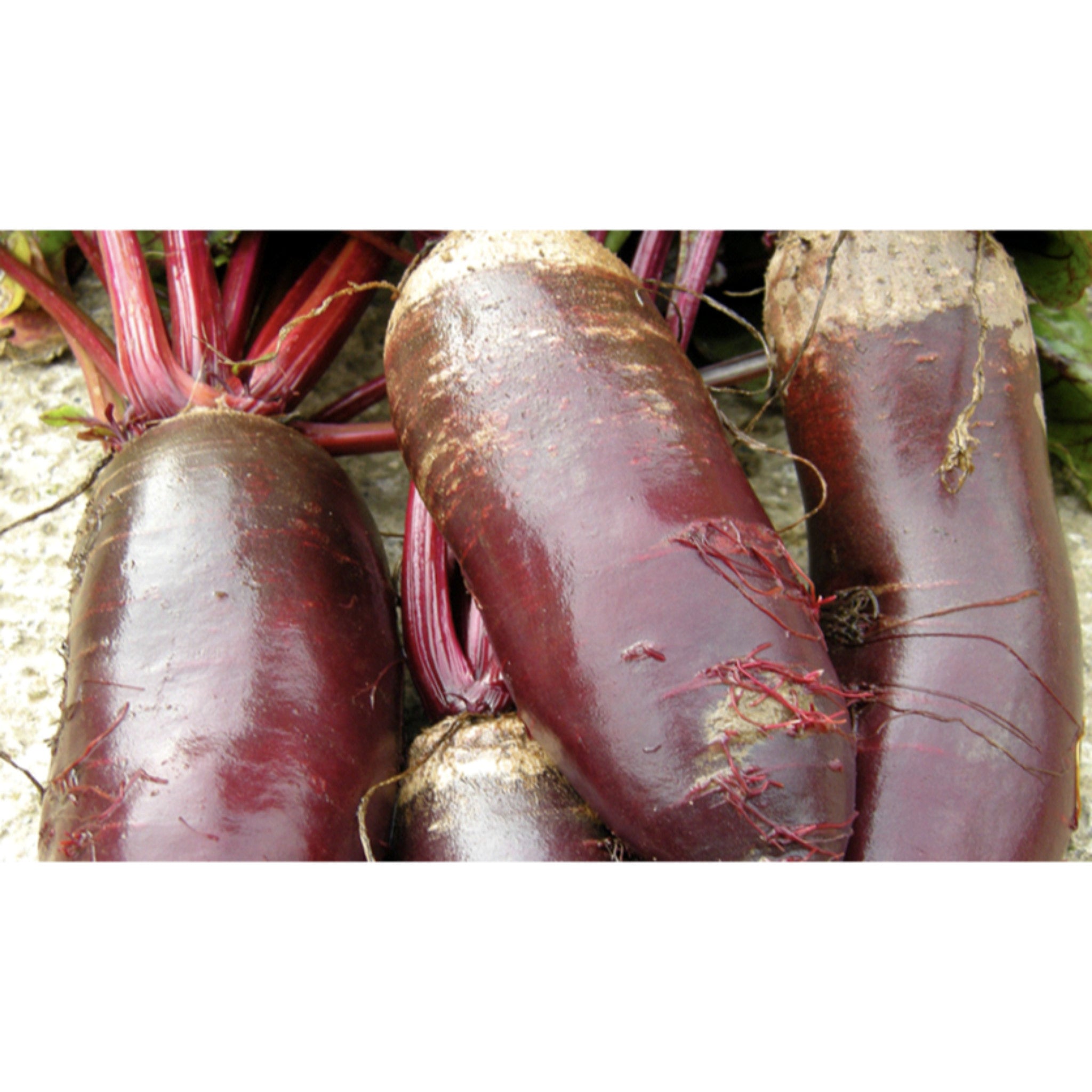 BEETROOT; Cylindra
