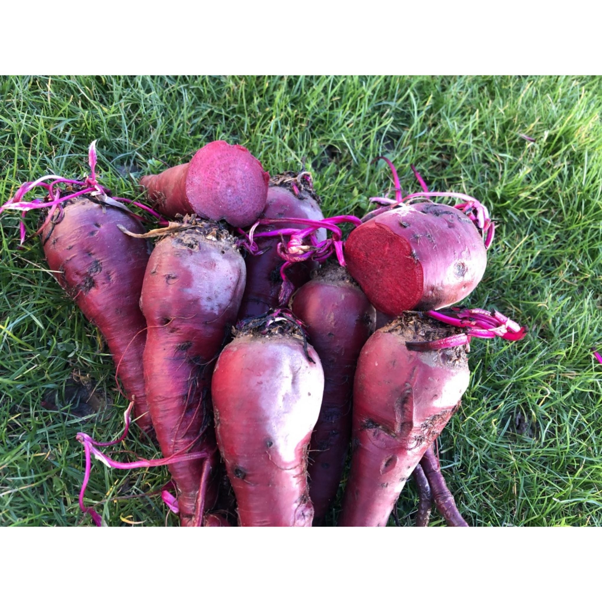 BEETROOT; Cheltenham Greentop